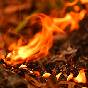300x300-wildfire-1